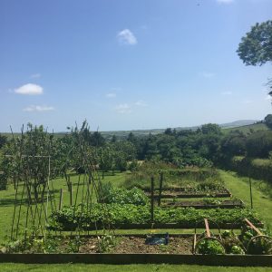 Barefoot Media vegetable patches