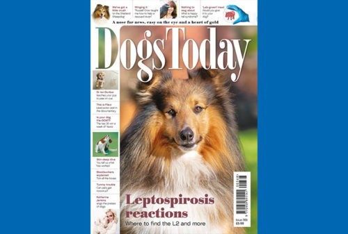 Dogs Today front cover